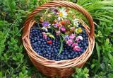 В Ляховичском районе организуют туристические туры в Святицкую пущу за ягодами