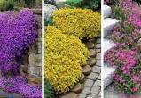 Выбираем неприхотливые почвопокровные цветы для сада: фото примеров