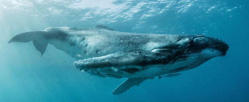 Горбатый кит чуть не съел двух девушек у побережья Калифорнии