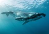 Горбатый кит чуть не съел двух девушек у побережья Калифорнии