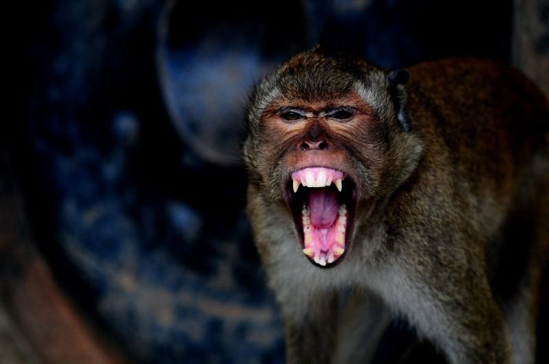 В Подмосковье на двухлетнюю девочку напала обезьяна