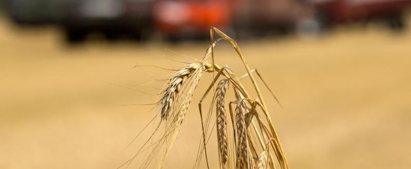 Египет расторг контракты на покупку 240 тысяч тонн пшеницы у Украины