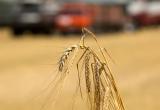 Египет расторг контракты на покупку 240 тысяч тонн пшеницы у Украины