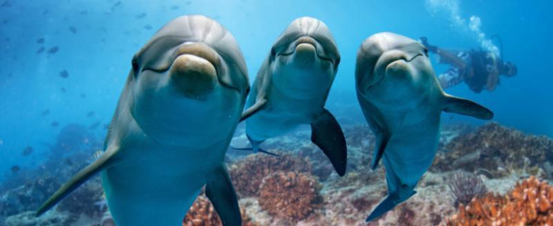 Дельфины стали часто нападать на людей на пляже Японии