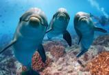 Дельфины стали часто нападать на людей на пляже Японии