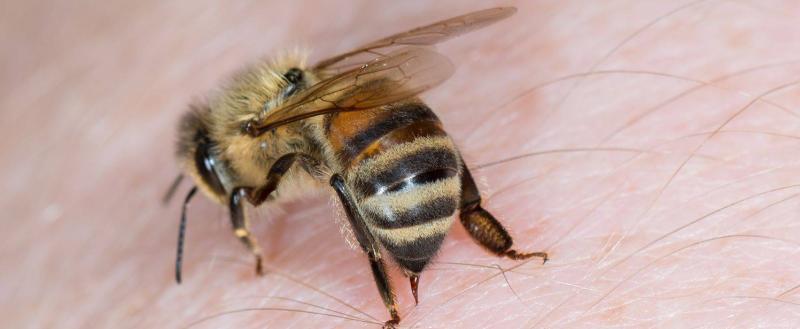 Пчелы насмерть закусали мужчину из Бреста