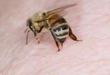 Пчелы насмерть закусали мужчину из Бреста