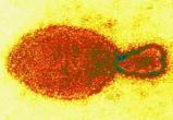 В Китае выявили десятки зараженных новым генипавирусом «Ланъя»