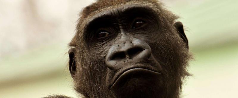 Глава ВОЗ сообщил об 35 тысячах заражений оспой обезьян в мире