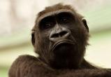Глава ВОЗ сообщил об 35 тысячах заражений оспой обезьян в мире