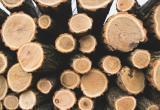 Правила реализации древесины поменяли в Беларуси