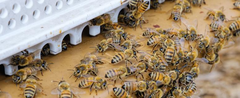 В штаб-квартире НАТО в Брюсселе установили ульи и производят мед