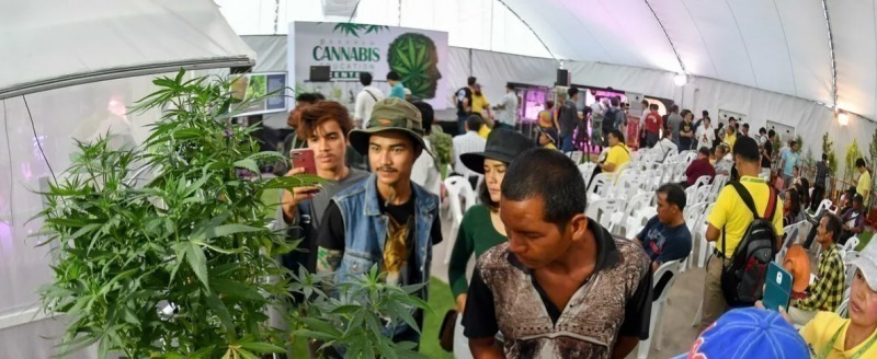 Фестиваль марихуаны в Таиланде