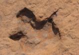 Следы древних динозавров нашли в Техасе благодаря засухе