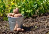 Когда и как копать картошку на зиму: правила сбора и хранения