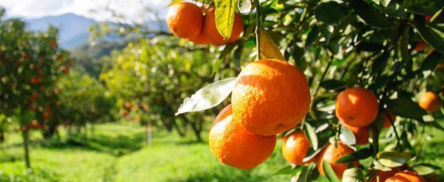 Португальские фермеры бесплатно раздают апельсины из-за невозможности их продать