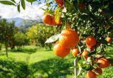 Португальские фермеры бесплатно раздают апельсины из-за невозможности их продать