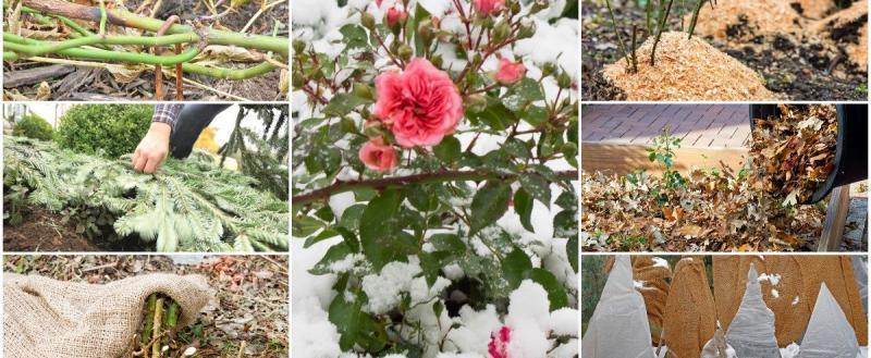 Как нельзя укрывать цветы на зиму: 7 самых опасных ошибок