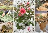 Как нельзя укрывать цветы на зиму: 7 самых опасных ошибок