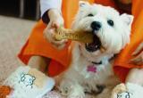 Бургер Кинг начал продажу корма для собак со вкусом бургера