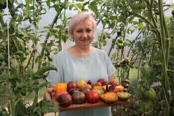 В коллекции жительницы Гродненской области более 500 сортов экзотических иредких томатов