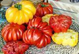 Польза томатов: как выбрать сорт помидоров для оздоровления