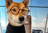 Илон Маск «назначил» собаку на пост гендиректора Twitter