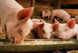 Exxpress: пшеница из Украины вместо голодающих стран ушла на корм свиньям в Испании