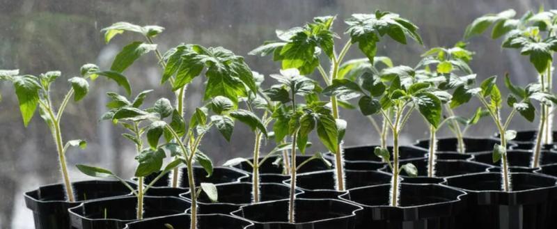 Как определить сроки посева томатов и перцев на рассаду: рекомендации эксперта