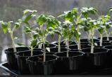 Как определить сроки посева томатов и перцев на рассаду: рекомендации эксперта