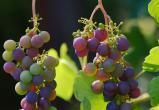 Размножение винограда черенками в домашних условиях зимой