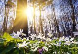 Синоптик Дмитрий Рябов рассказал о приходе настоящей весны в Беларусь 20-26 марта