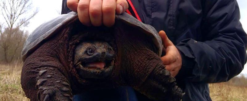 Кусающуюся черепаху нашли под Варшавой. Они могут прийти и в Беларусь?