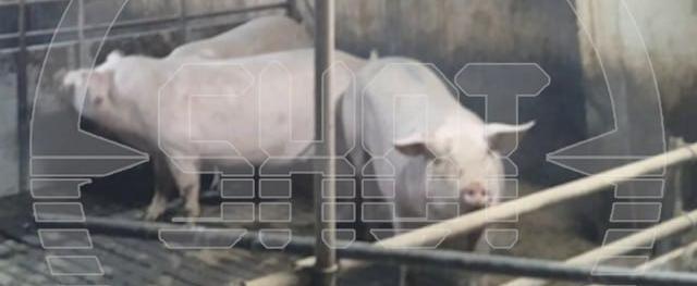 Беспилотник и минометы расстреляли 178 свиней в Белгородской области