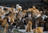 Из частного дома в Германии изъяли 77 кошек, в том числе из Беларуси