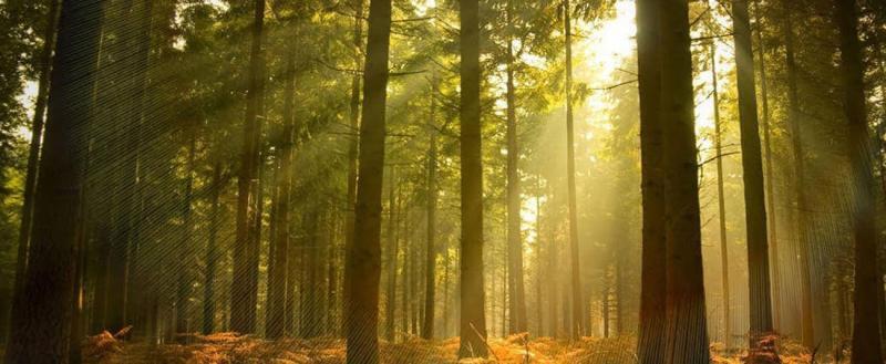  Ограничения на посещение лесов ввели в Брестской и Гродненской областях