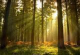  Ограничения на посещение лесов ввели в Брестской и Гродненской областях