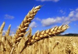 Fakt: поставки украинского зерна разорили польских фермеров