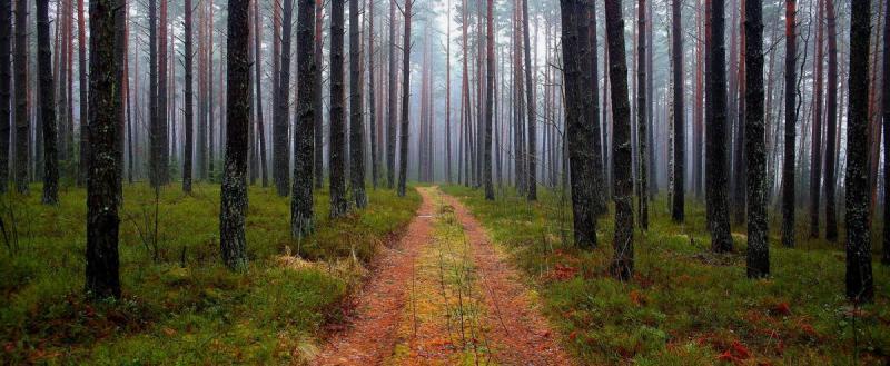 Ограничения на посещение лесов ввели в 35 районах Беларуси