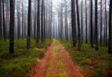 Ограничения на посещение лесов ввели в 35 районах Беларуси