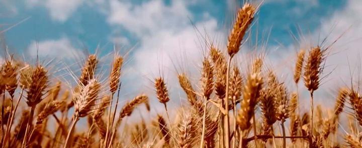 Пять стран ЕС запретили ввоз украинского зерна из-за переизбытка