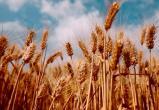 Пять стран ЕС запретили ввоз украинского зерна из-за переизбытка