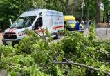Дерево убило женщину с ребенком у детской площадки в Саратове