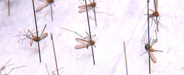 Новый вид малярийного комара обнаружили в Беларуси