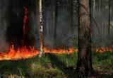 В Беларуси во всех районах введены запреты и ограничения на посещение лесов