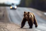 Медведь вышел к трассе в Оршанском районе