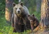 Численность медведей в Беларуси выросла. Животных предлагают исключить из Красной книги