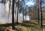 В Беларуси нет запретов на посещение лесов