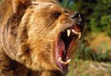 Медведь до смерти загрыз девушку в Магадане