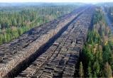 Китай скупает российский лес: что будет с природным балансом после массовых вырубок?
